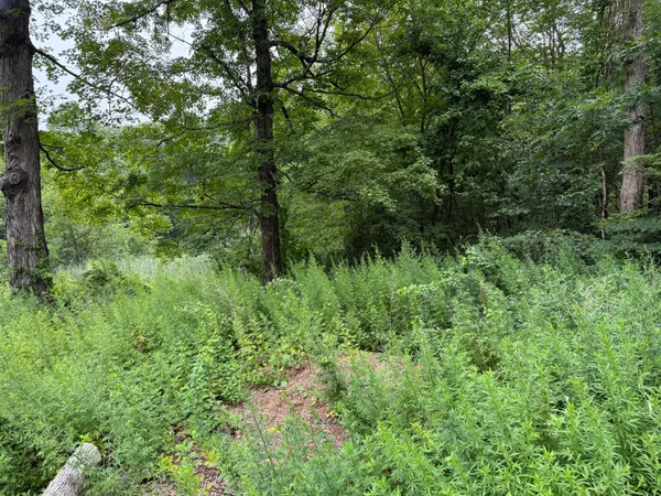 a view of a lush green forest
