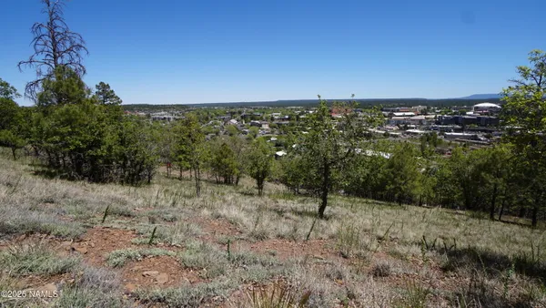 a view of a dry yard with trees