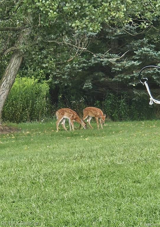 11077 North Owosso Road Fowlerville, MI 48836 - Photo 37 of 39 Gallery Image 37