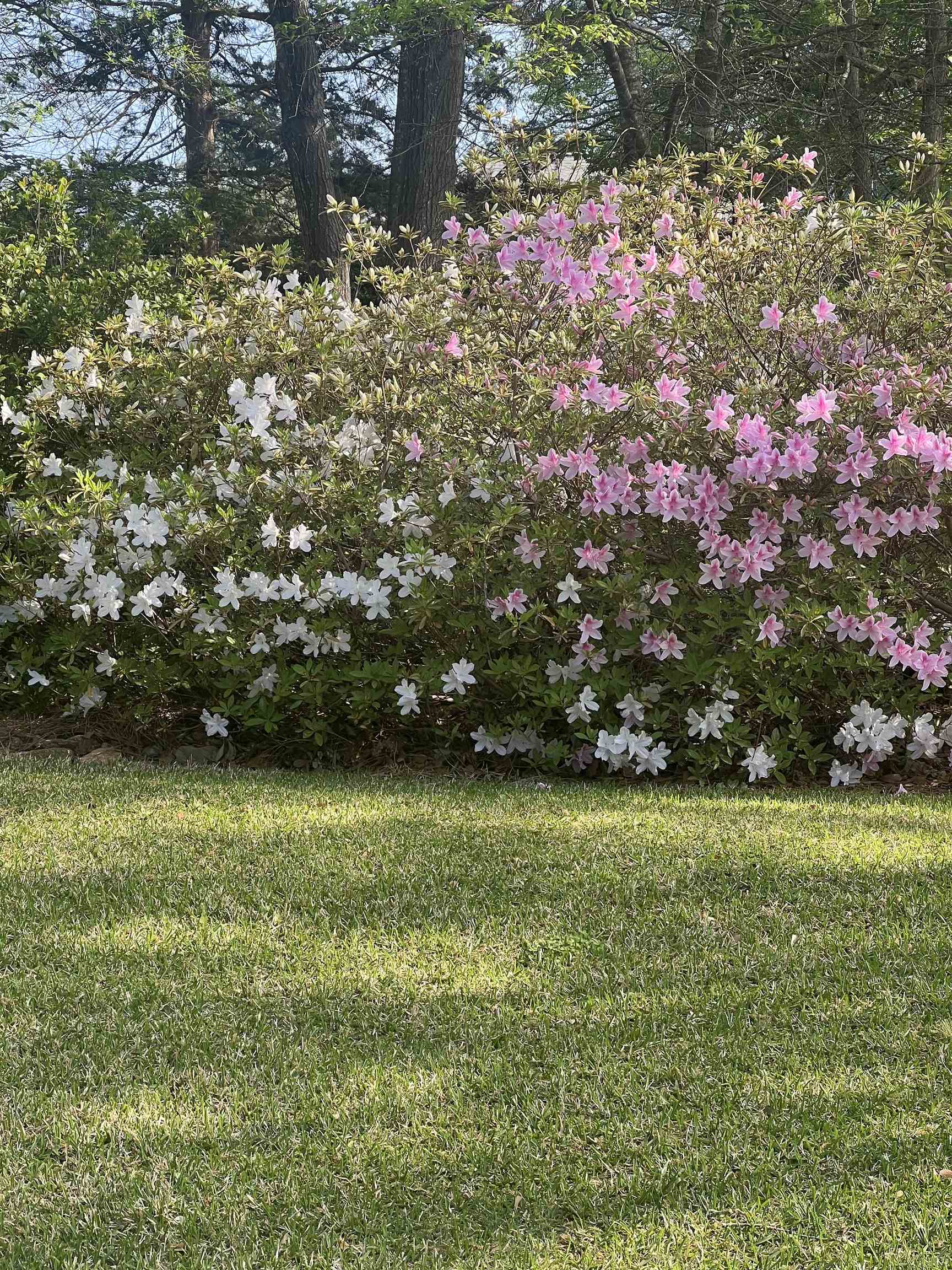 310 Meathward Circle Moore, SC 29369 - Photo 45 of 48