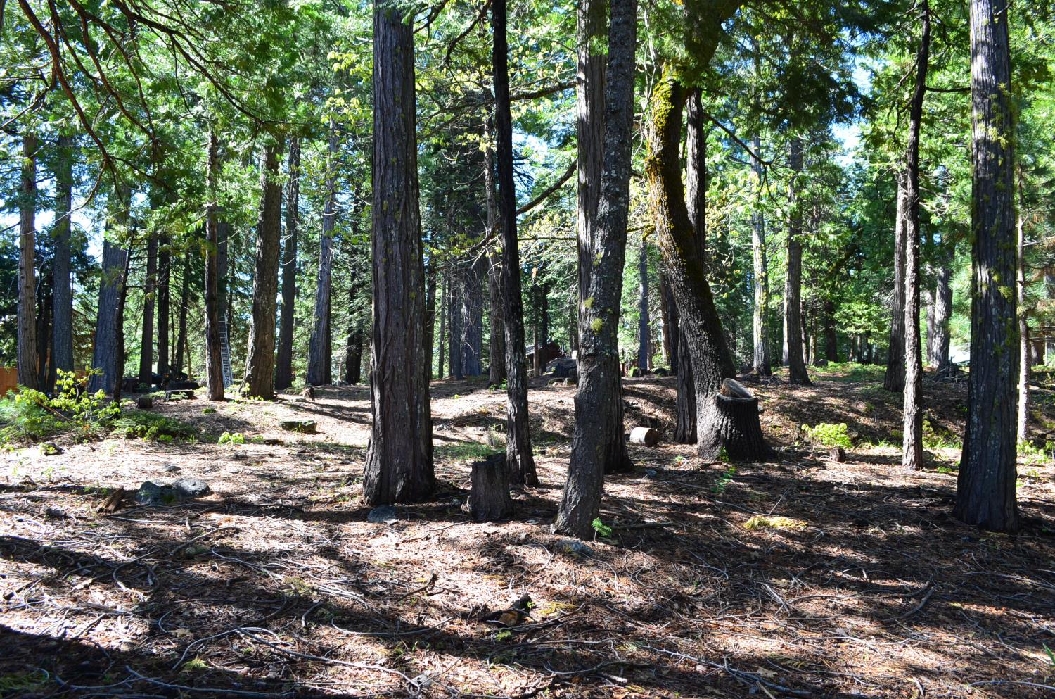 3112 Apache Road Arnold, CA 95223 - Photo 13 of 25 a view of a forest with trees