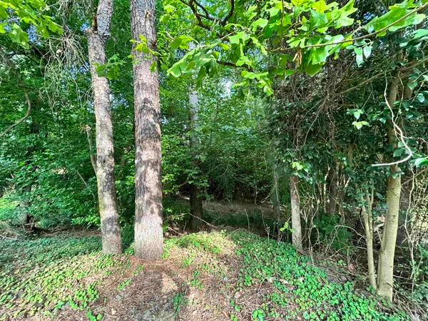 a view of a garden with plants and large trees