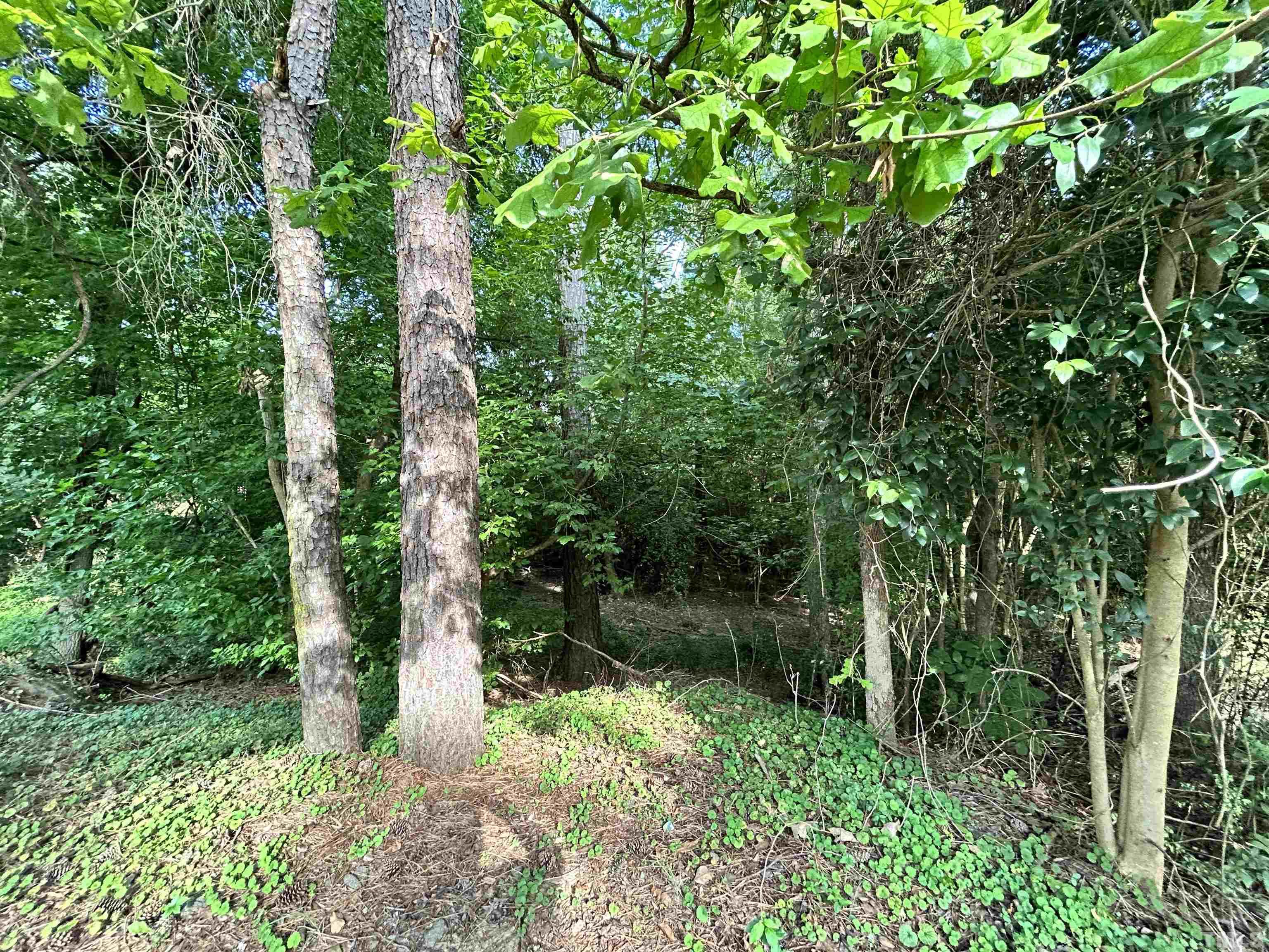 100 Alabama Avenue Carrboro, NC 27510 - Photo 1 of 2 a view of a garden with plants and large trees