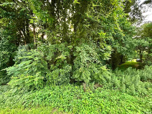 a view of a lush green forest