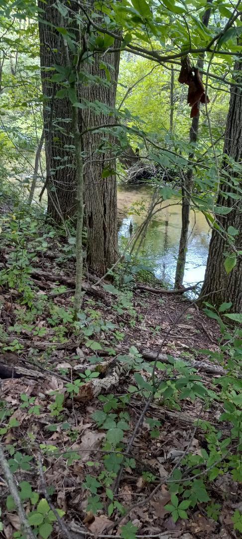 Rainbow Road Vandalia, MI 49095 - Photo 5 of 7 through woods to creek