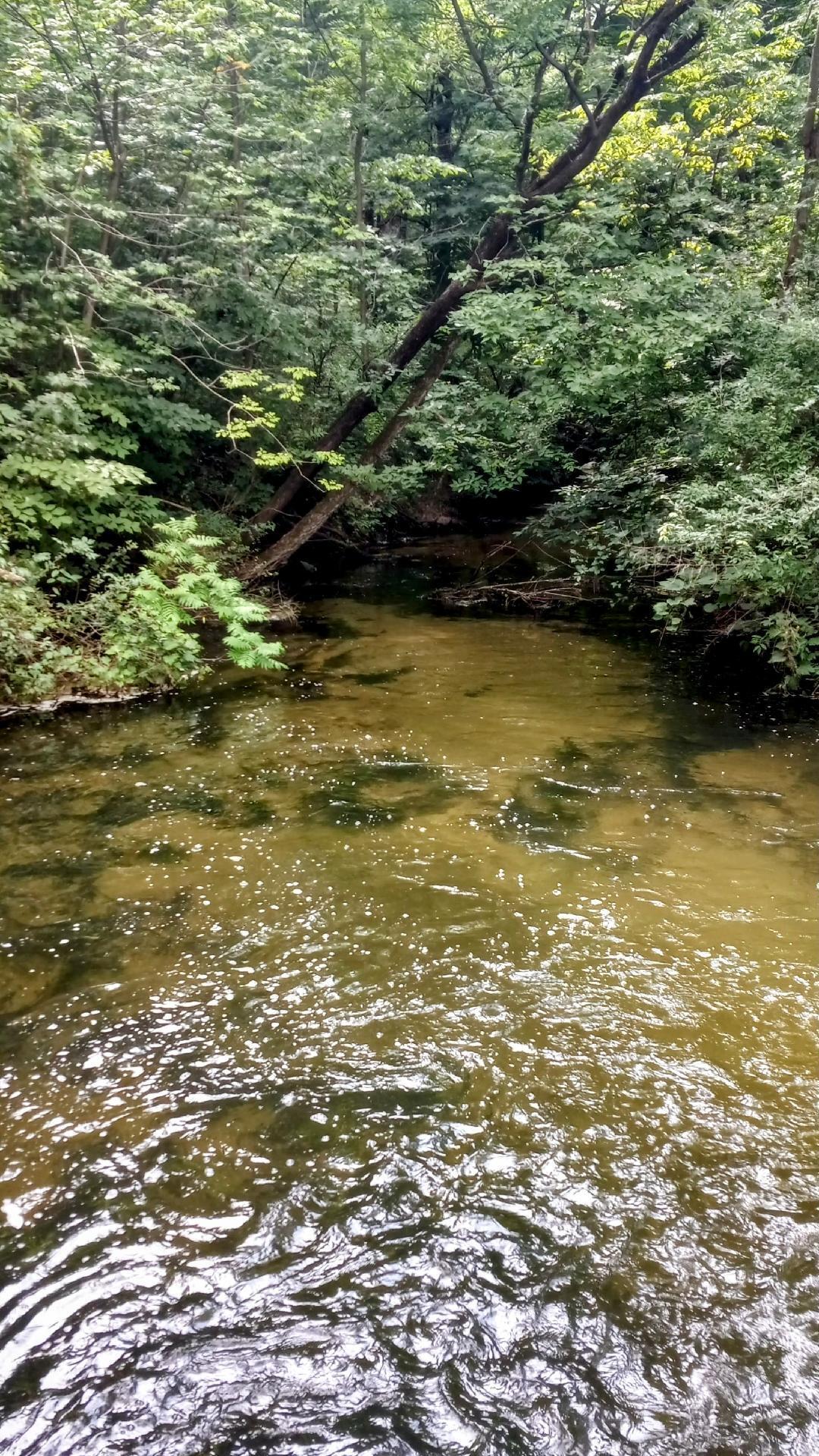Rainbow Road Vandalia, MI 49095 - Photo 6 of 7 creek from dam