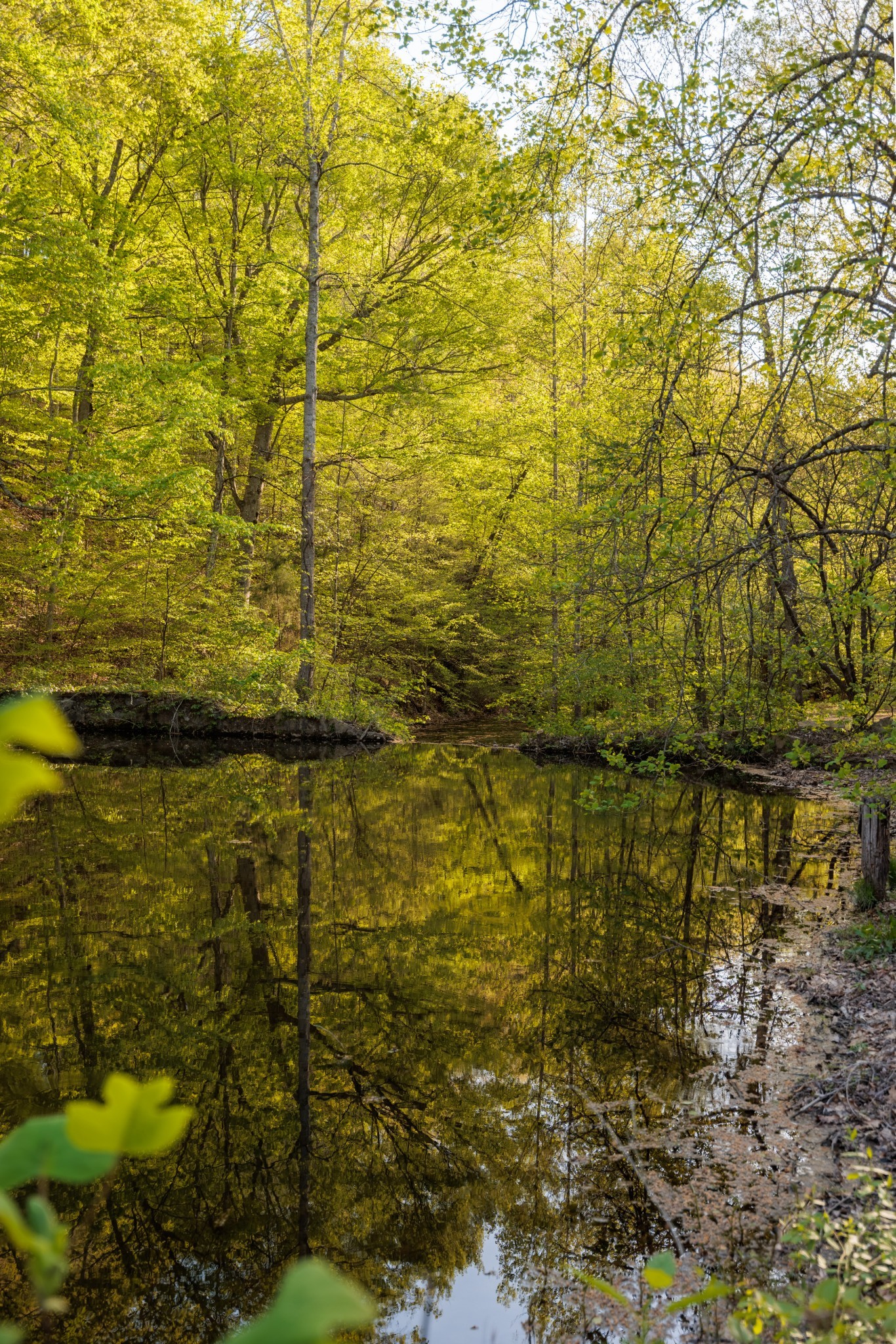 1056 West Sears Road Pegram, TN 37143 - Photo 17 of 61 a view of lake