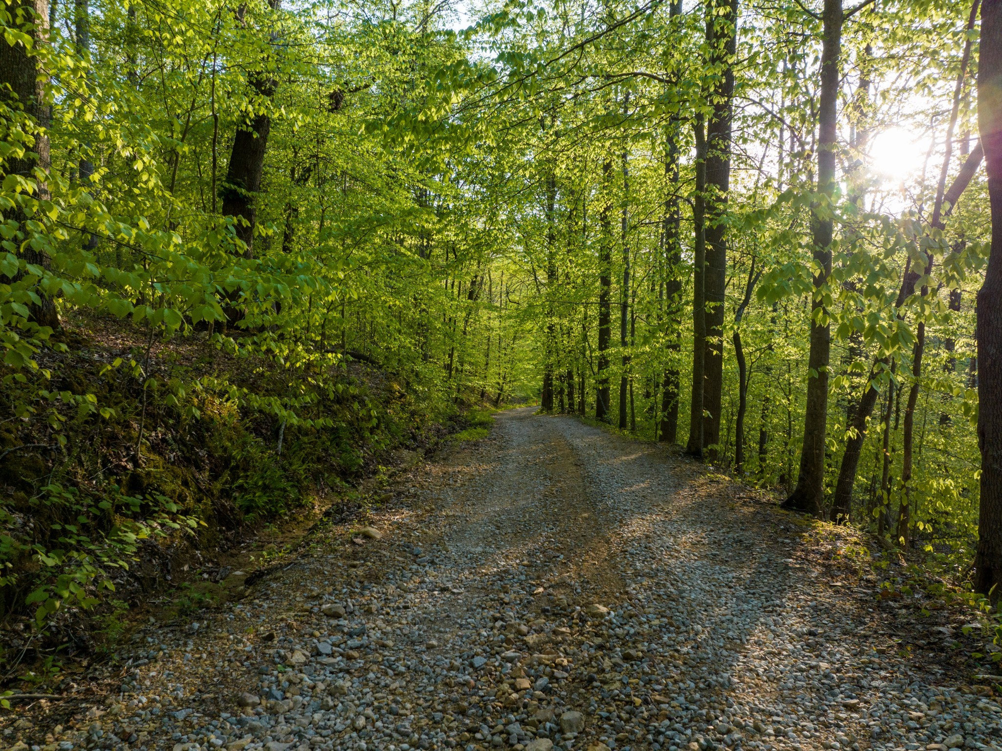 1056 West Sears Road Pegram, TN 37143 - Photo 24 of 61 a view of a forest with lots of trees