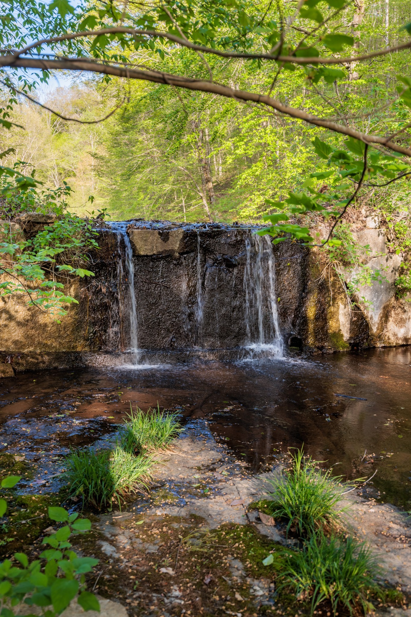 1056 West Sears Road Pegram, TN 37143 - Photo 8 of 61 a view of a back yard of the house