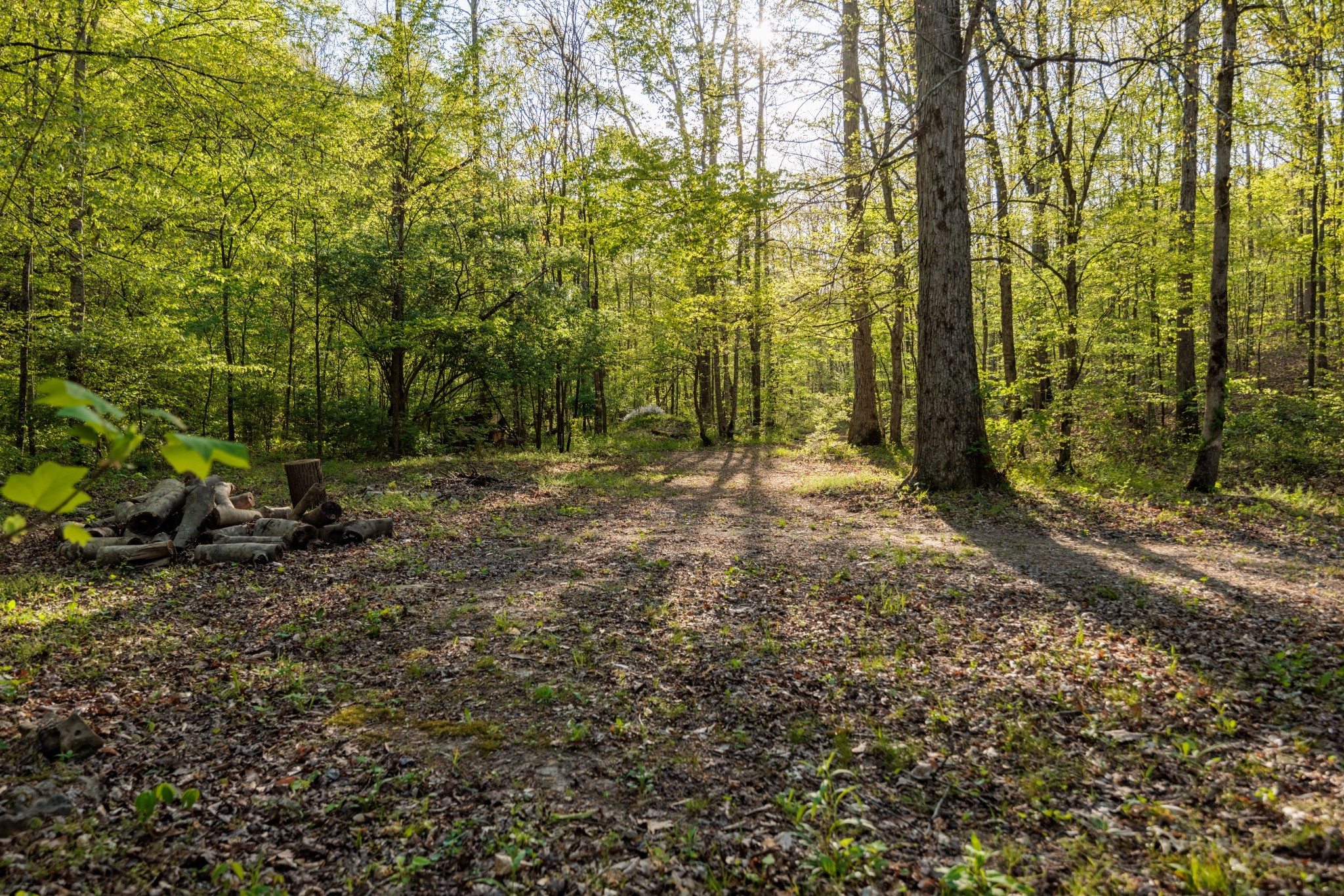 1056 West Sears Road Pegram, TN 37143 - Photo 10 of 61 a view of outdoor space and trees