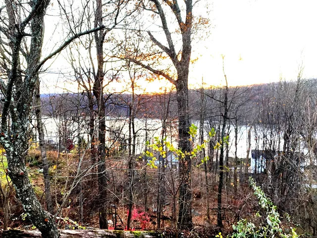 a view of a park with large trees