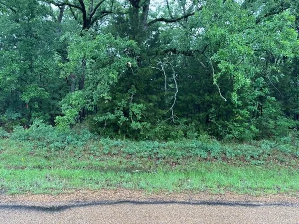 a view of a lush green forest