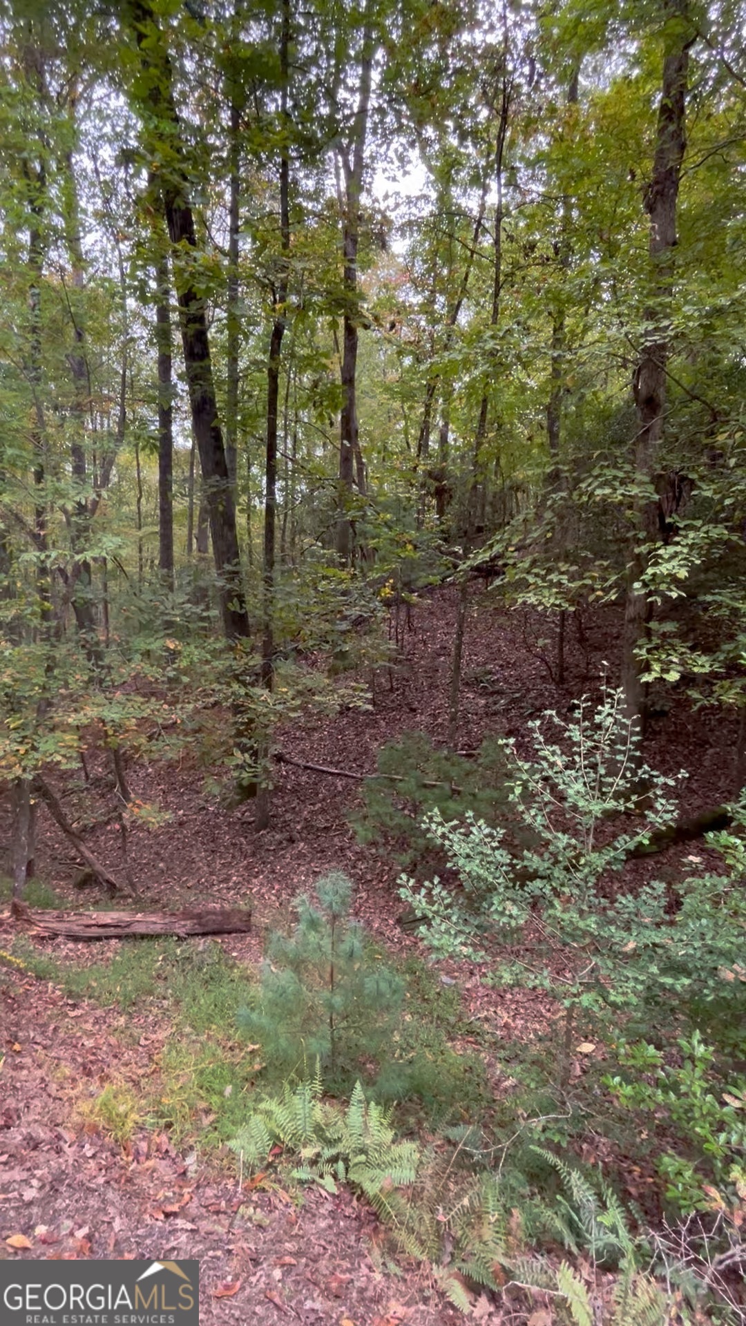 0 Lower Gap Road, Unit LOWR GAP Sautee Nacoochee, GA 30571 - Photo 3 of 14 a view of a forest with trees in the background