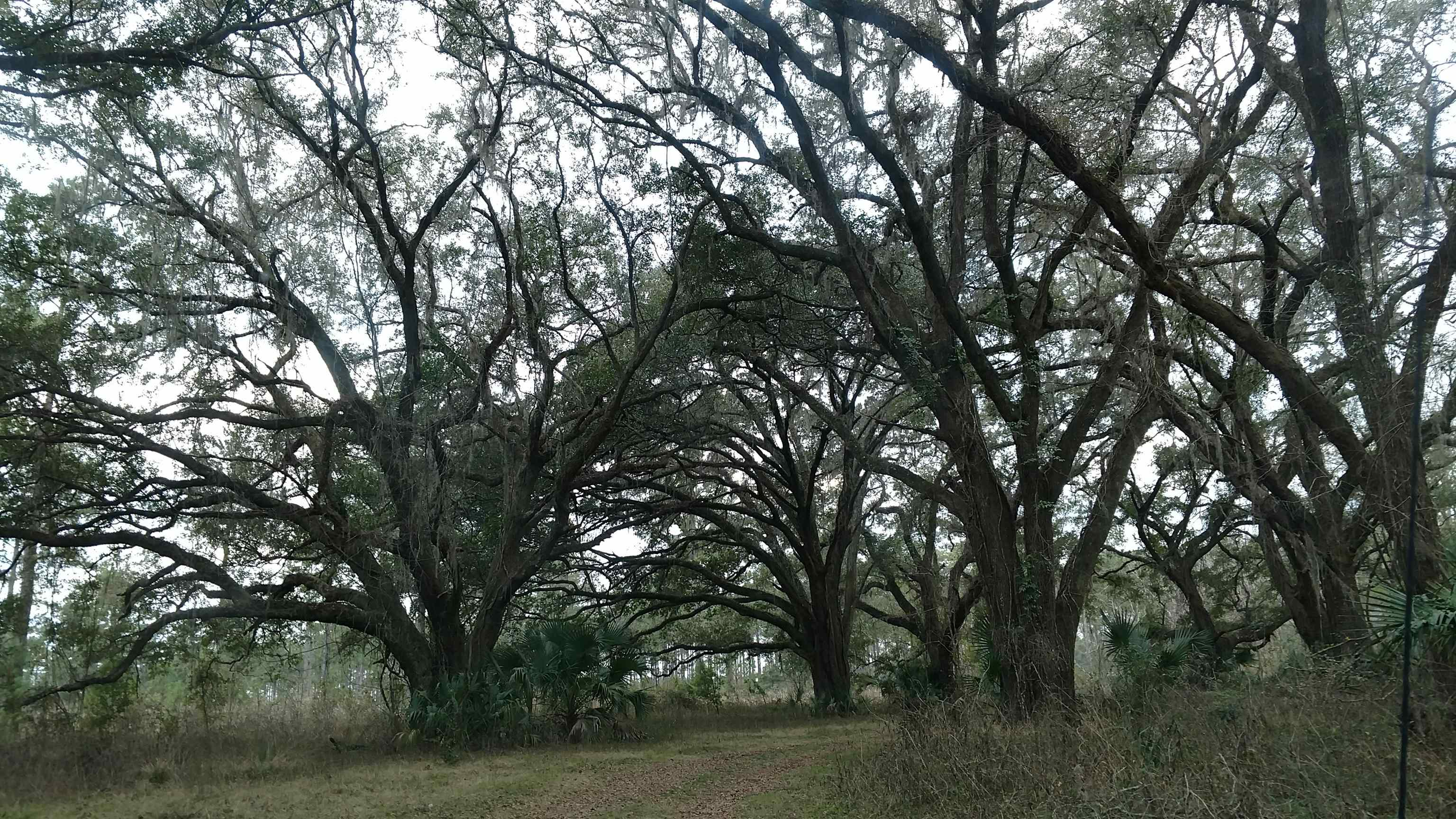 0 Hidden Pond Road Tallahassee, FL 32317 - Photo 1 of 1 Gallery Image 1
