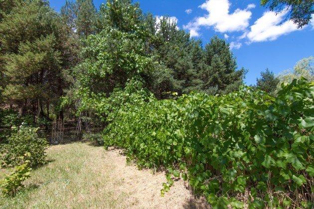 370 Pair A Dice Ranch Road Jacksonville, OR 97530 - Photo 33 of 35 Additional Photo