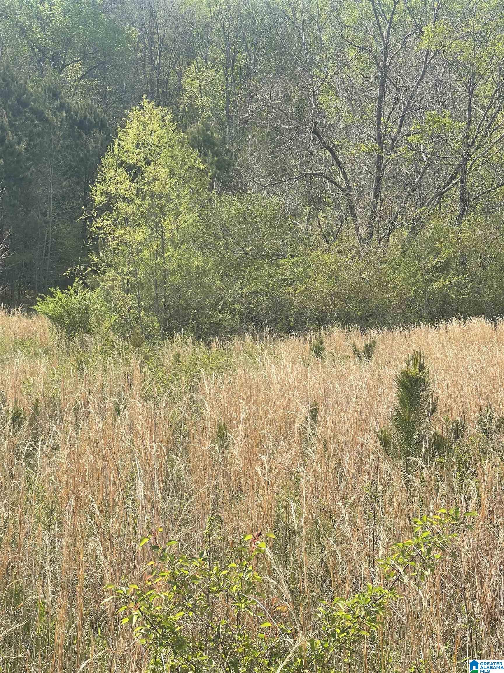 1931 Red Valley Road Remlap, AL 35133 - Photo 16 of 17