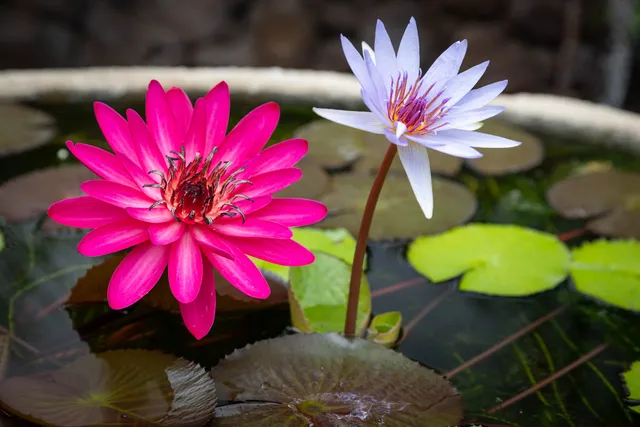 $23,000,000 | 62-3680 Ki'Eki'Ena, Kamuela, HI 96743