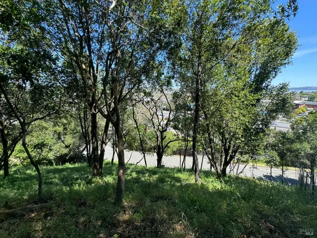 a view of trees in a yard