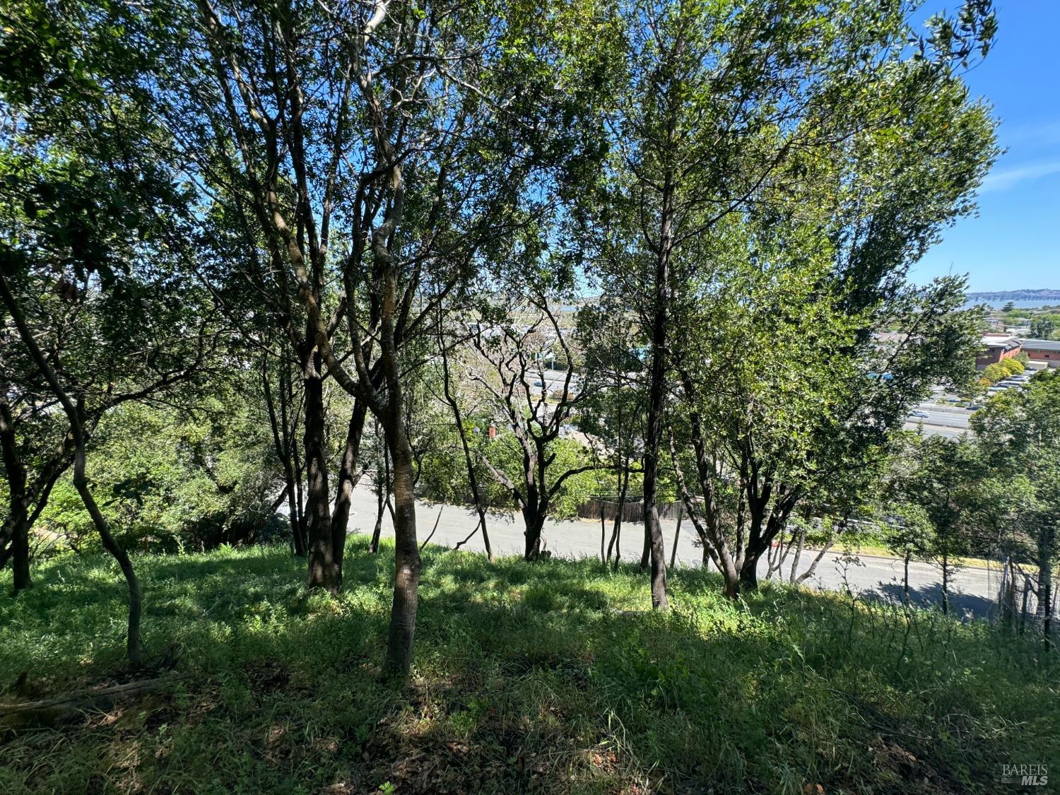 0 Meadowsweet Drive Corte Madera, CA 94925 - Photo 12 of 44 a view of trees in a yard
