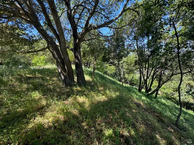a backyard of a house with lots of trees