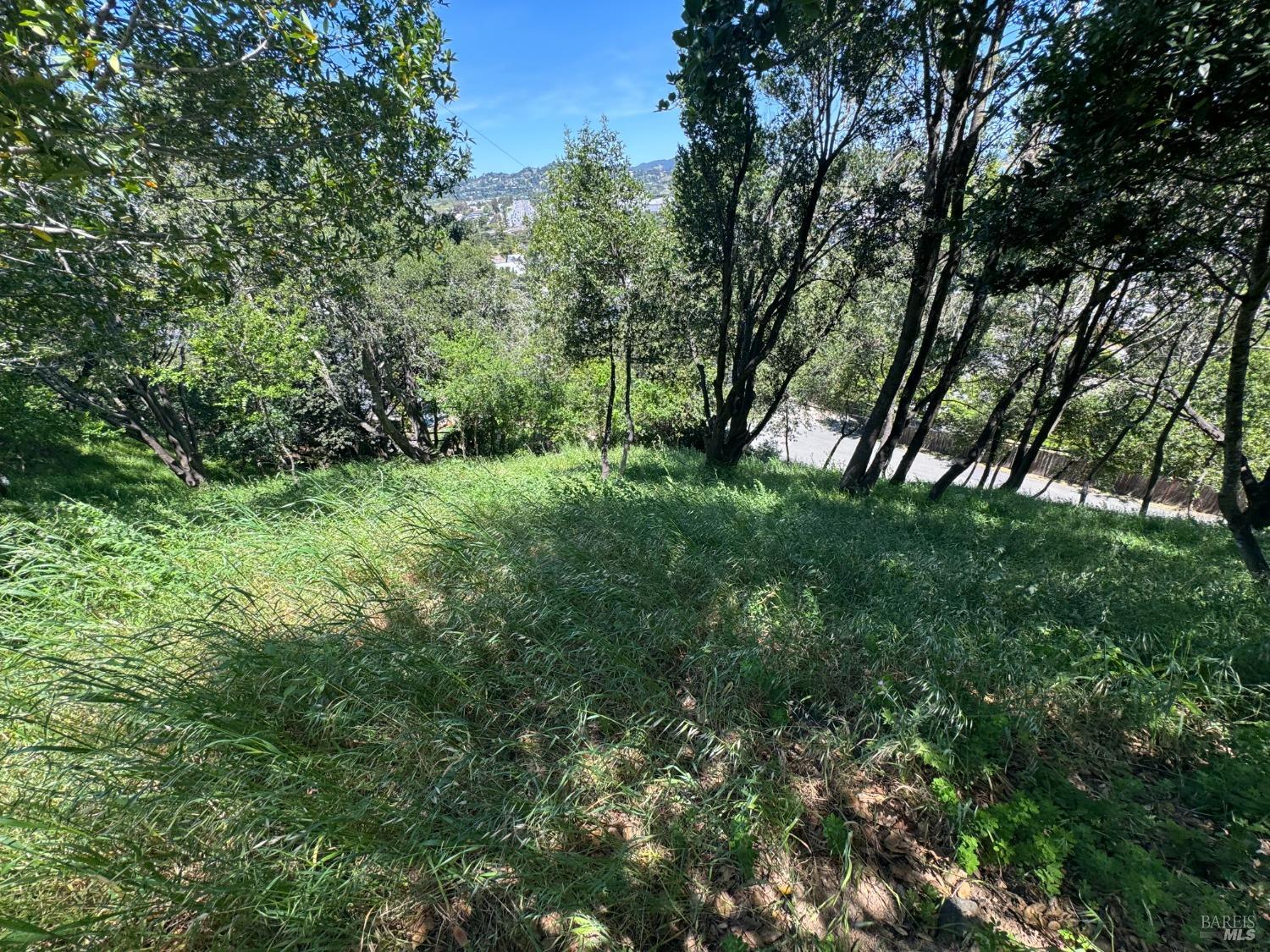 0 Meadowsweet Drive Corte Madera, CA 94925 - Photo 18 of 44 a view of lush green forest