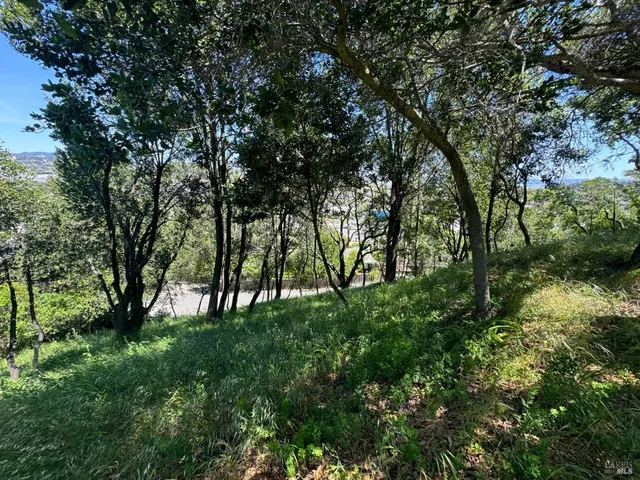 a big yard with lots of green space and trees