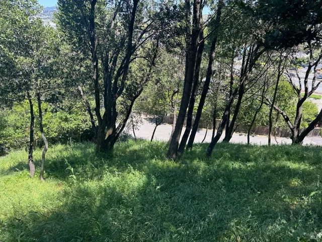 a view of backyard with large trees