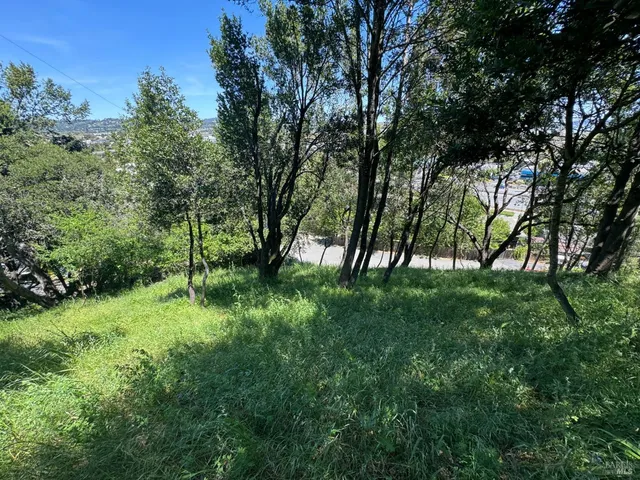 a view of lush green forest
