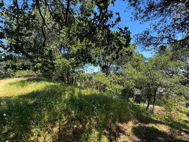 a view of a tree in a garden