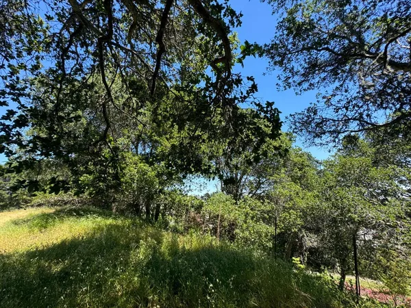 a view of a tree in a garden