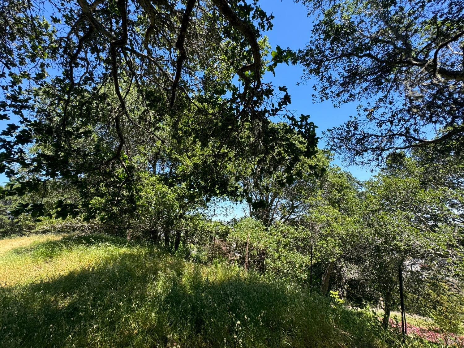 0 Meadowsweet Drive Corte Madera, CA 94925 - Photo 31 of 44 a view of a tree in a garden