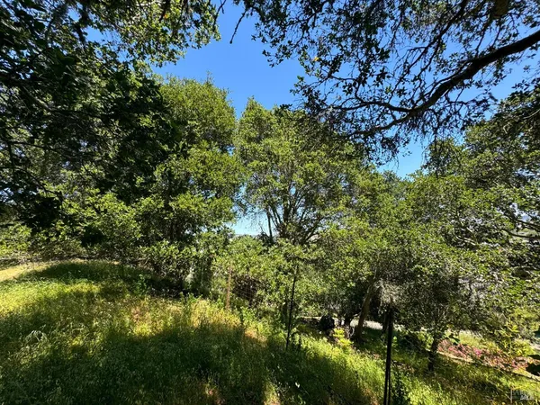 a view of a tree with a tree in the background
