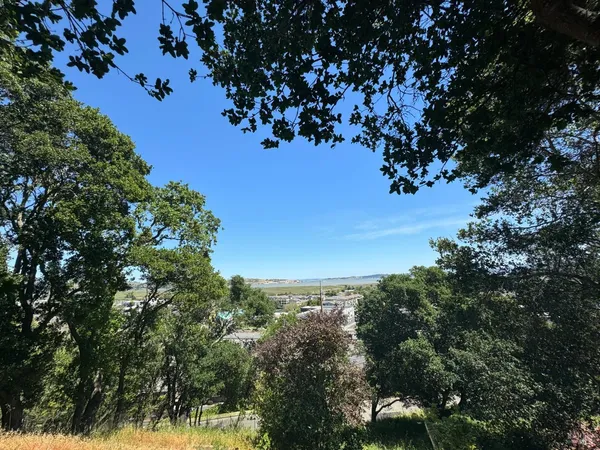 a view of a tree with a tree in the background