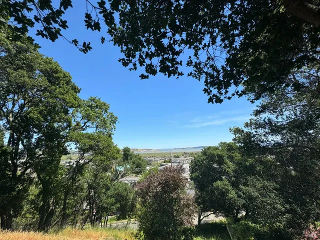 a view of a tree with a tree in the background