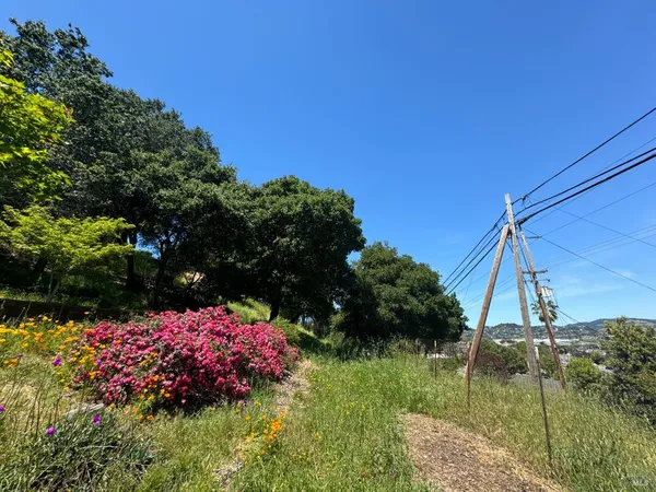 a view of a flower in a garden
