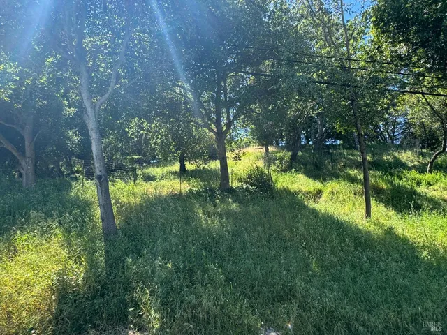 a view of a lush green space