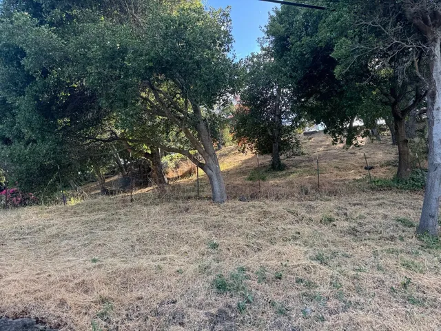 a view of a trees with a tree