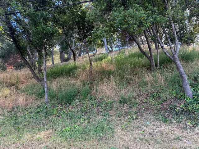 a view of a lush green forest