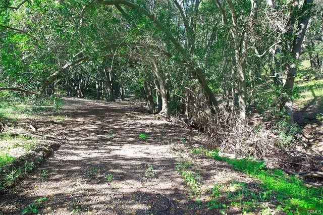 a view of a tree in the middle of a yard