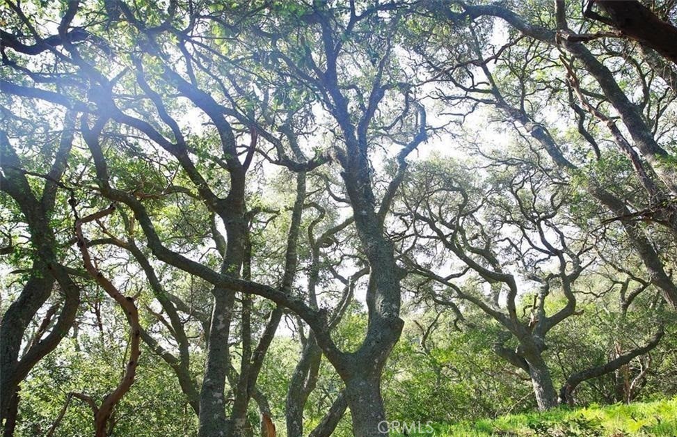 0 Old Creek Road Cayucos, CA 93430 - Photo 19 of 19 a view of tree