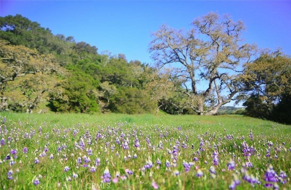 0 Old Creek Road Cayucos, CA 93430 - Photo 3 of 19 a view of a lush green space