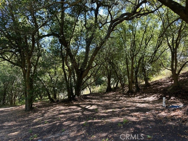 0 Old Creek Road Cayucos, CA 93430 - Photo 8 of 19 a view of tree outside area