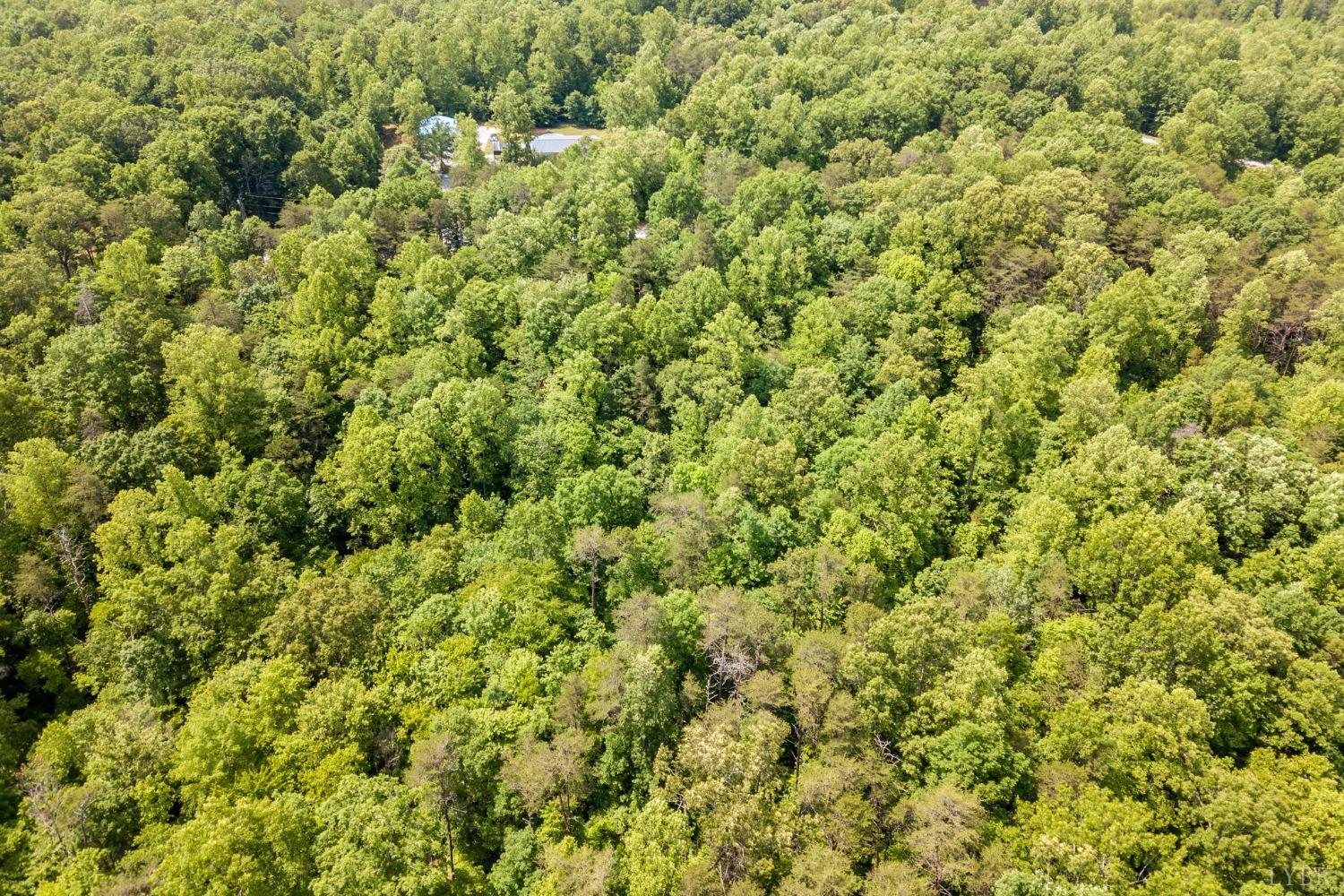 0 Lot 4 Burning Tree Lane Rustburg, VA 24588 - Photo 11 of 15 a view of a big yard with plants and large trees