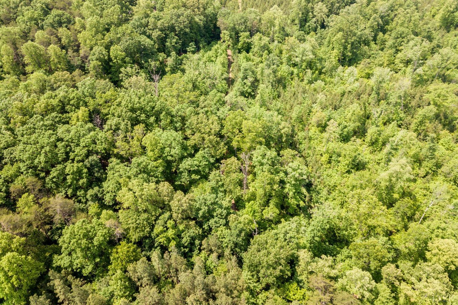 0 Lot 4 Burning Tree Lane Rustburg, VA 24588 - Photo 13 of 15 a view of a lush green field