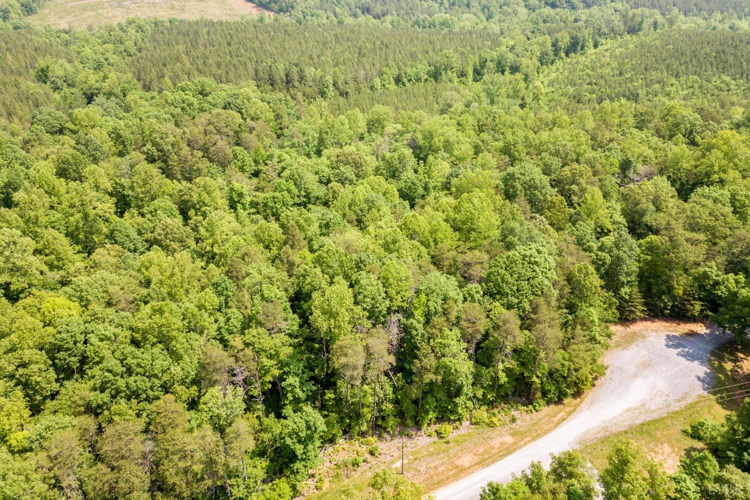 0 Lot 4 Burning Tree Lane Rustburg, VA 24588 - Photo 14 of 15 a view of a big yard with plants and large trees