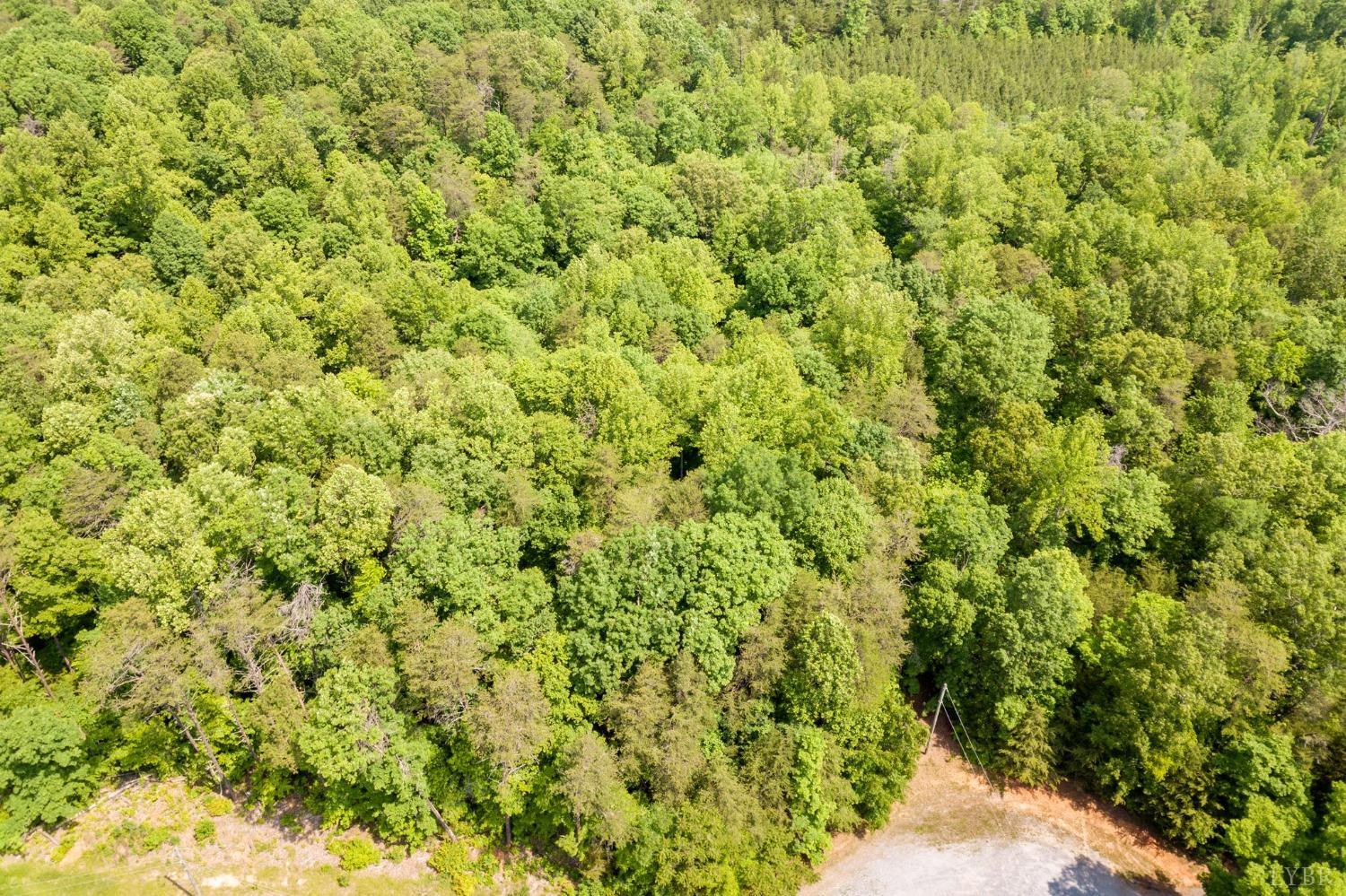 0 Lot 4 Burning Tree Lane Rustburg, VA 24588 - Photo 15 of 15 a view of a big yard with plants and large trees