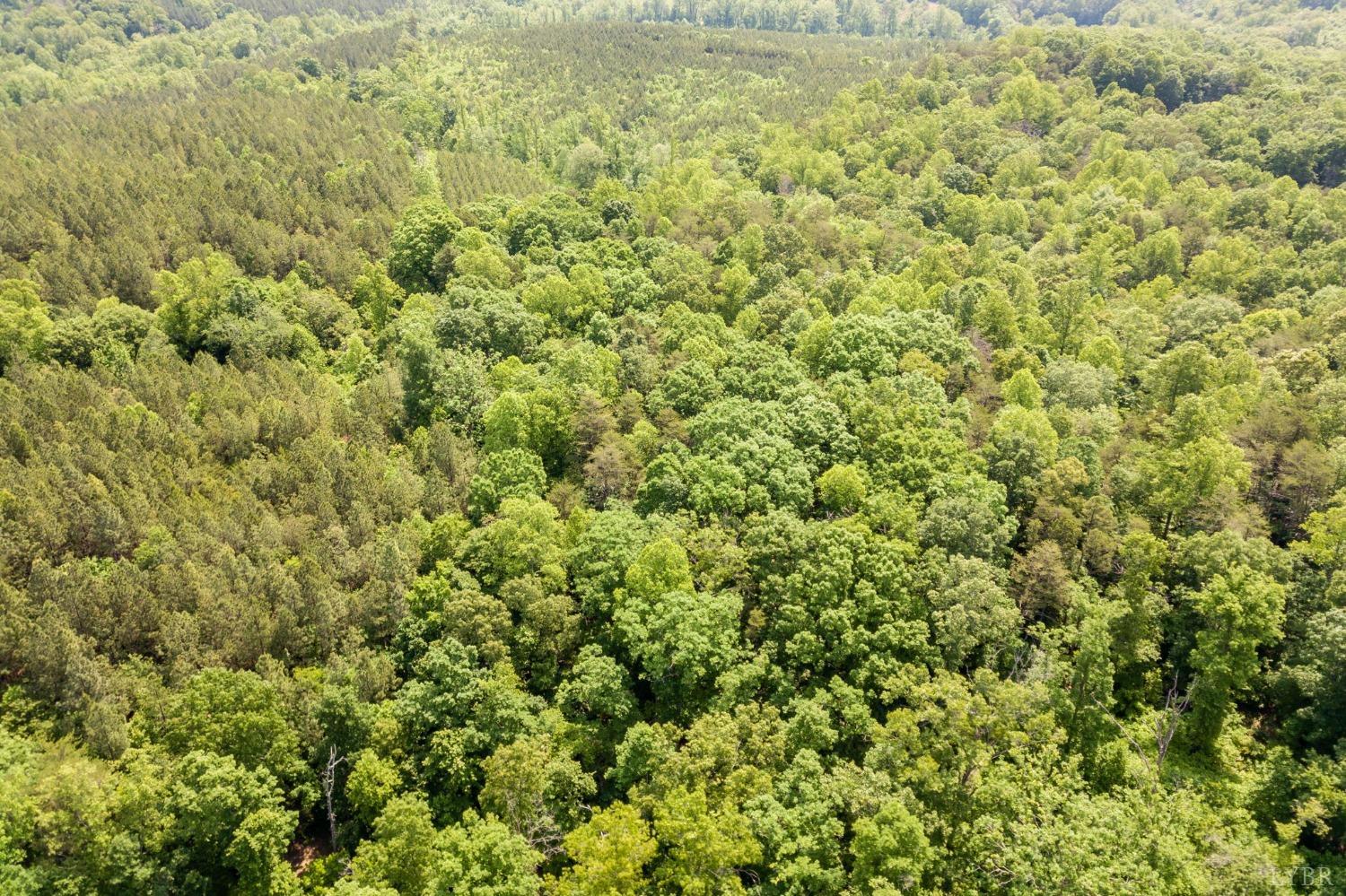0 Lot 4 Burning Tree Lane Rustburg, VA 24588 - Photo 7 of 15 a view of a big yard with plants and large trees