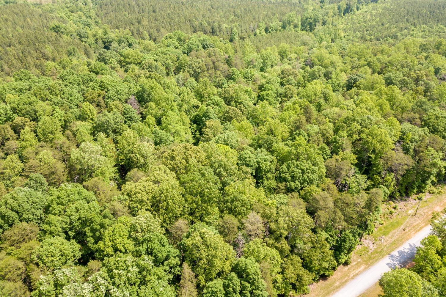 0 Lot 4 Burning Tree Lane Rustburg, VA 24588 - Photo 8 of 15 a view of a big yard with plants and large trees