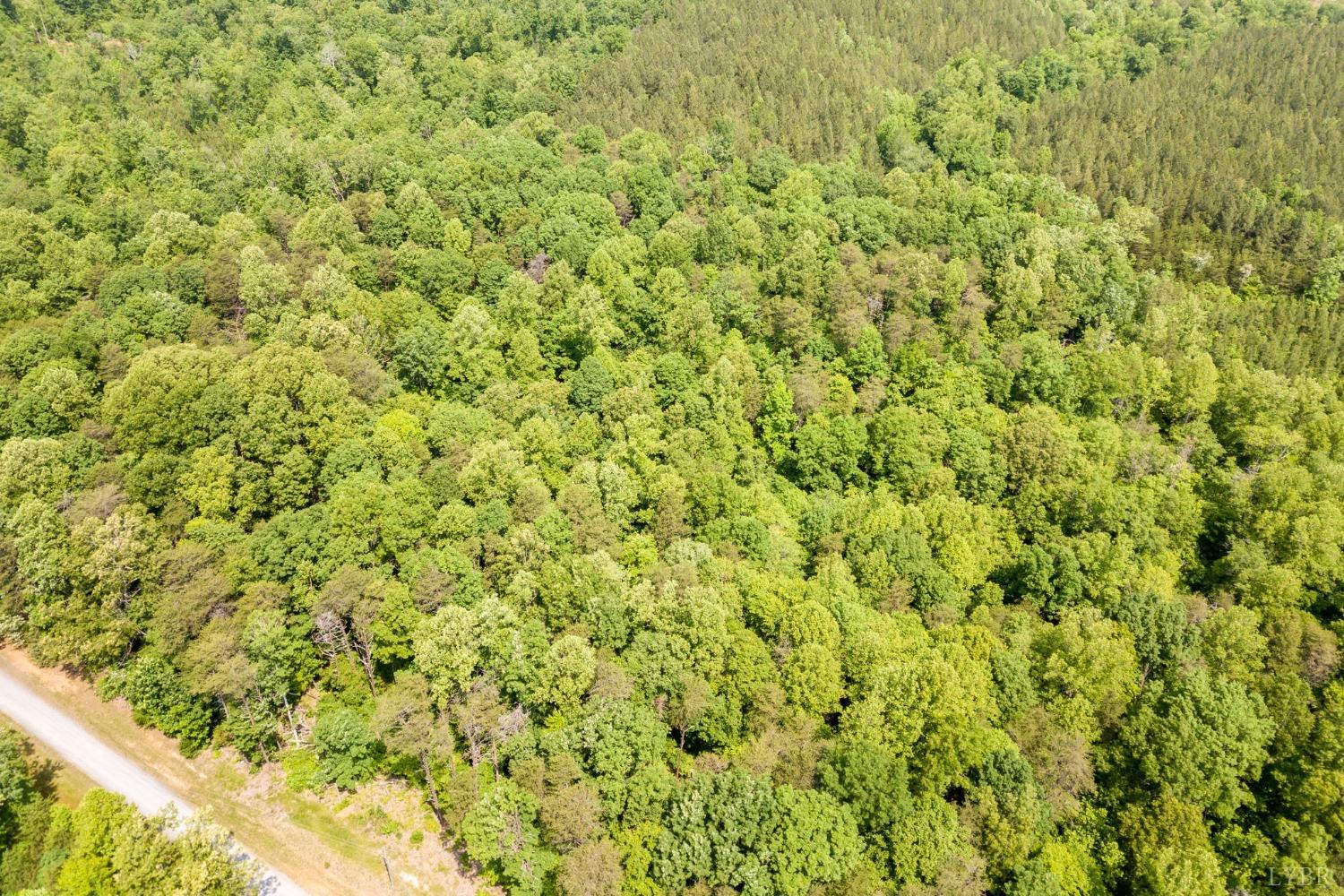 0 Lot 4 Burning Tree Lane Rustburg, VA 24588 - Photo 10 of 15 a view of a big yard with plants and large trees