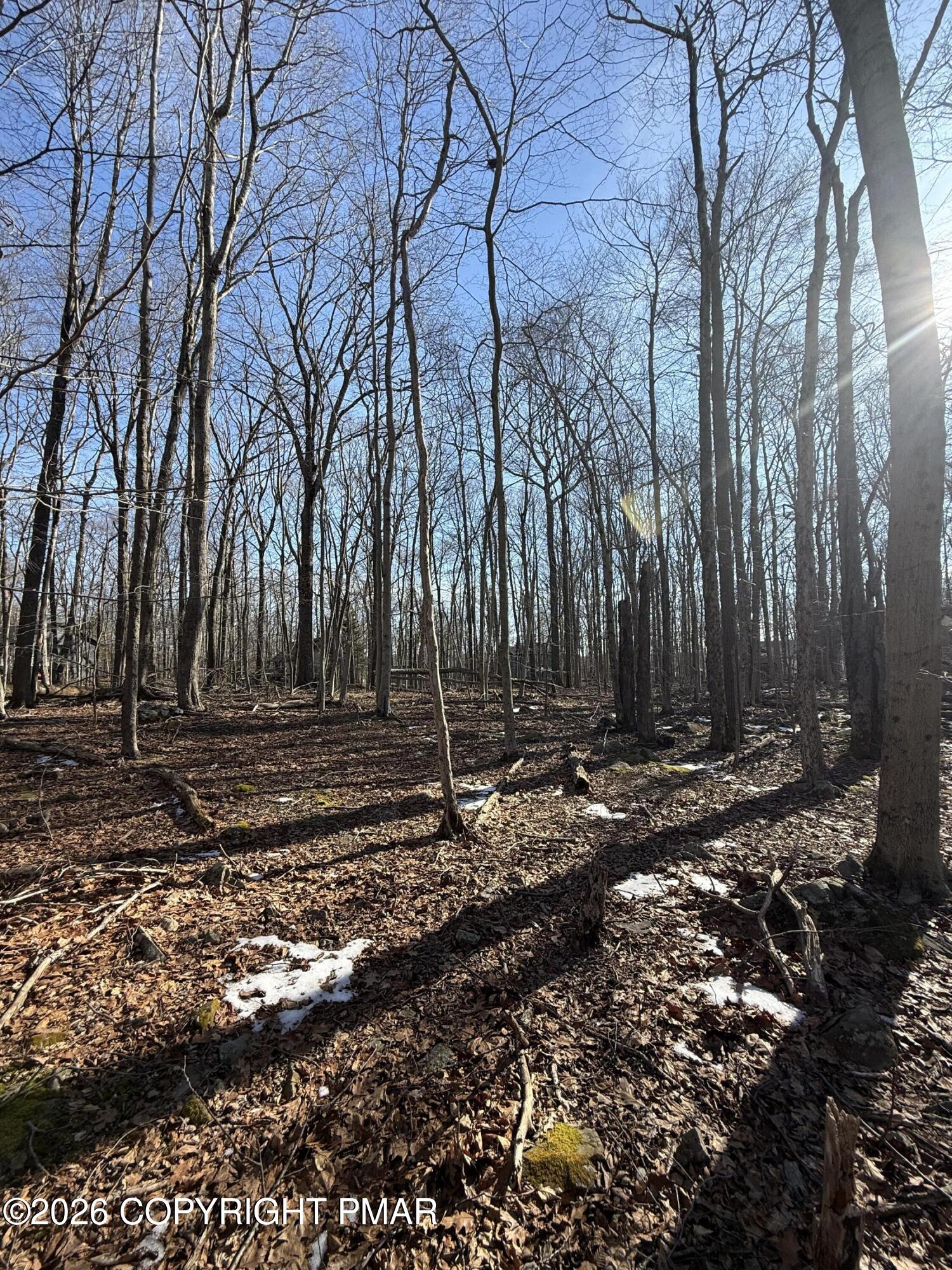 803 Selig Road Pocono Lake, PA 18347 - Photo 5 of 8 a view of a backyard with large trees
